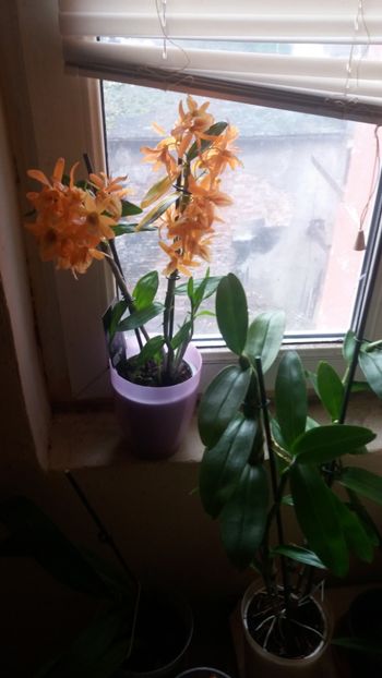  - Dendrobium nobile firebird