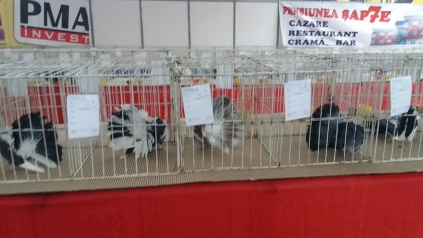  - Porumbei voltati la expozitie