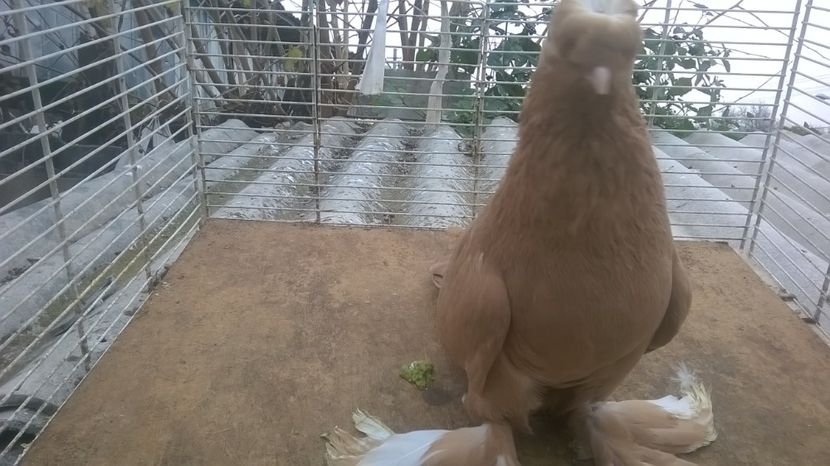  - jucatori de botosani