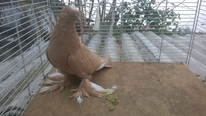  - jucatori de botosani