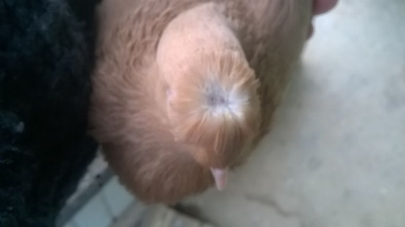  - jucatori de botosani