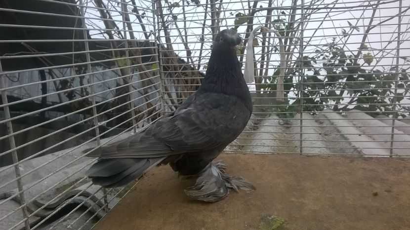  - jucatori de botosani