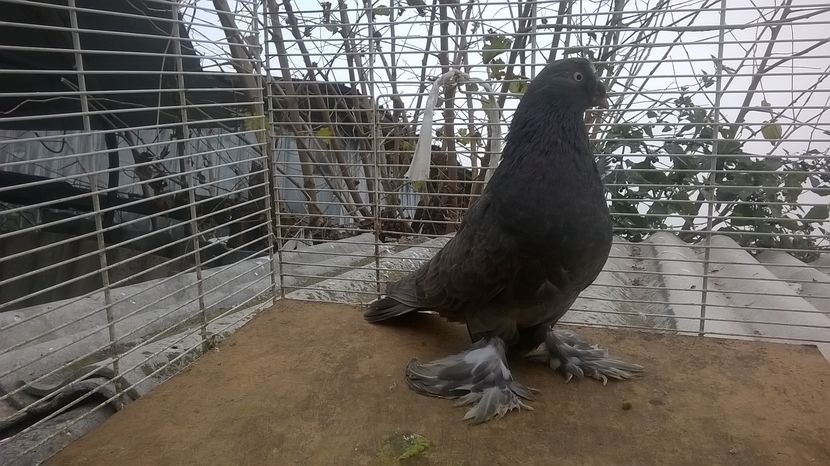  - jucatori de botosani