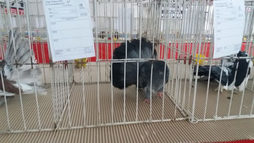  - Porumbei voltati la expozitie