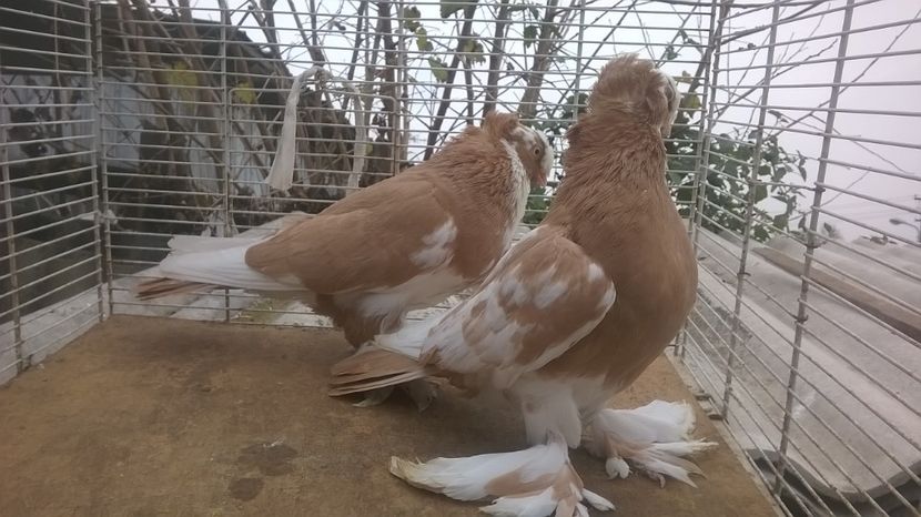  - jucatori de botosani