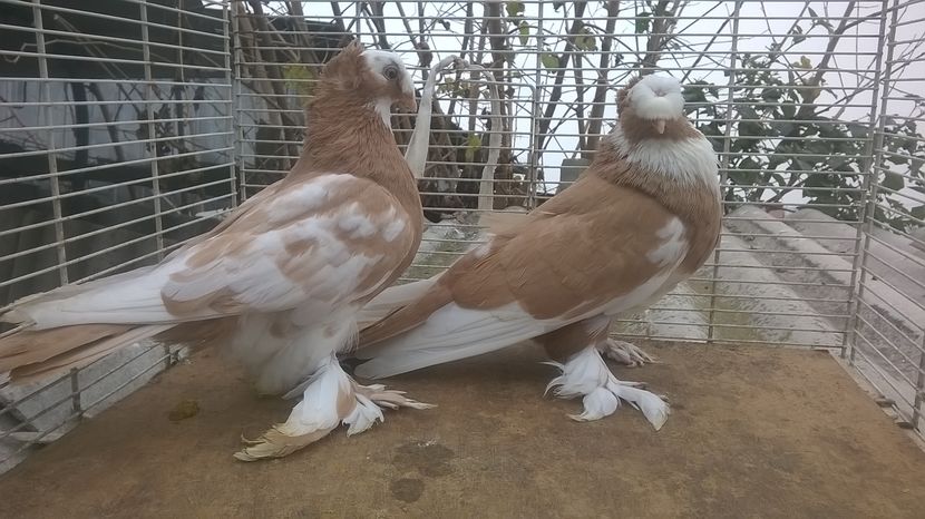  - jucatori de botosani