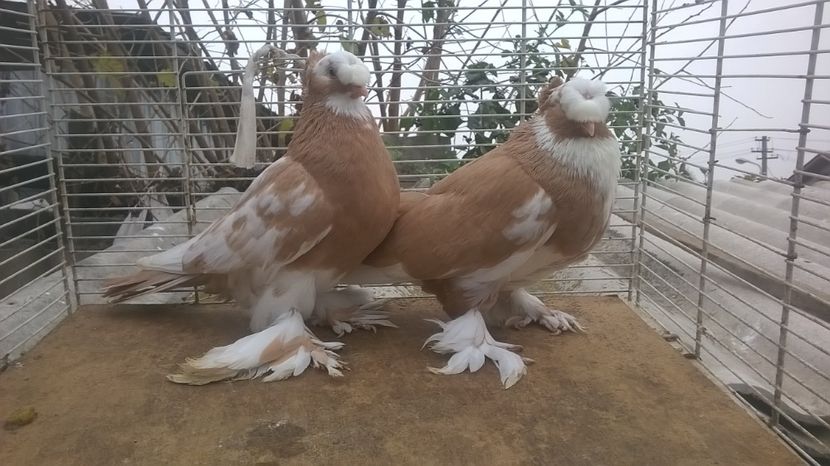  - jucatori de botosani