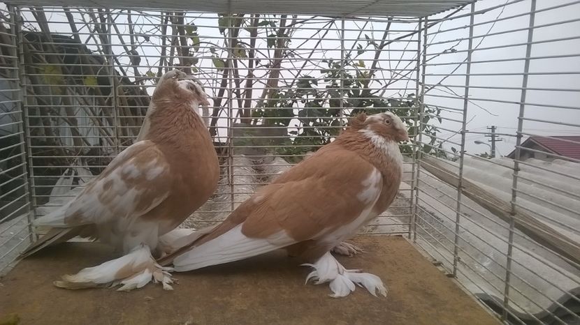  - jucatori de botosani