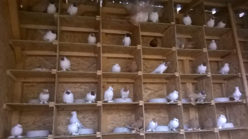  - jucatori de botosani