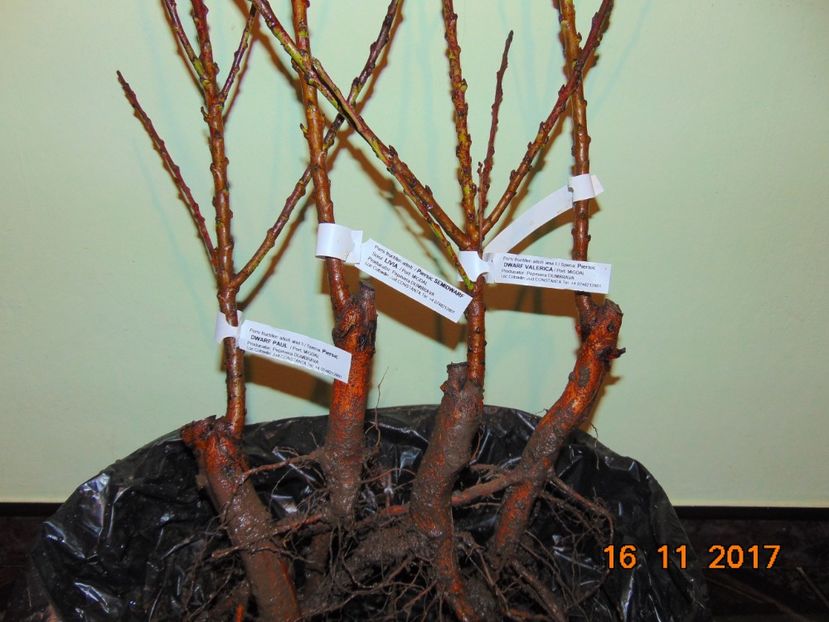  - Piersici si Nectarini DWARF