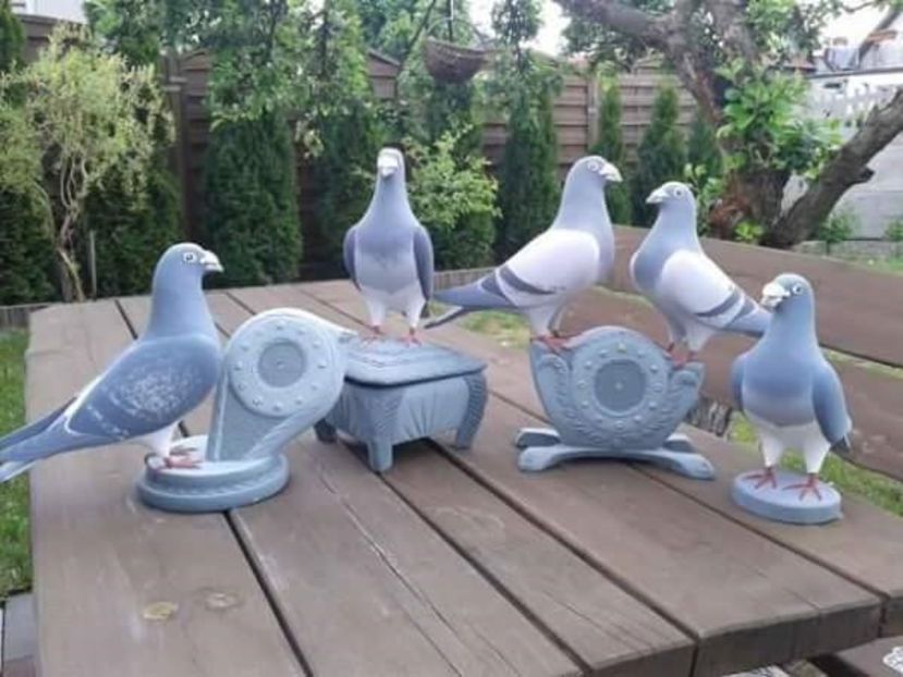 C__Data_Users_DefApps_AppData_INTERNETEXPLORER_Temp_Saved Images_21768258_279884169173447_7350108423 - porumbei zbor