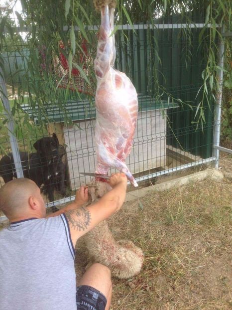 received_1479219992163186 - diverse fotografii