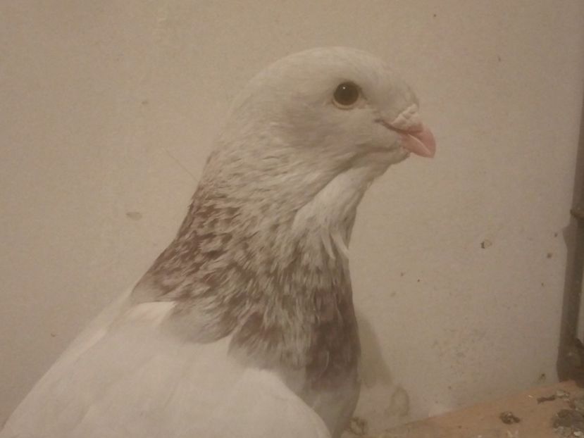 F 2017 - 6DE PRIN VOLIERA