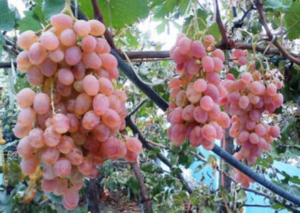 Tayfi pink2 - Taifi Roz