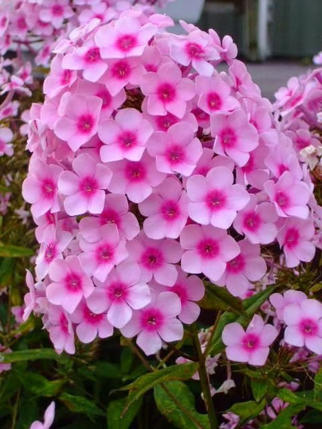 Phlox-paniculata - FLORI DE VARA