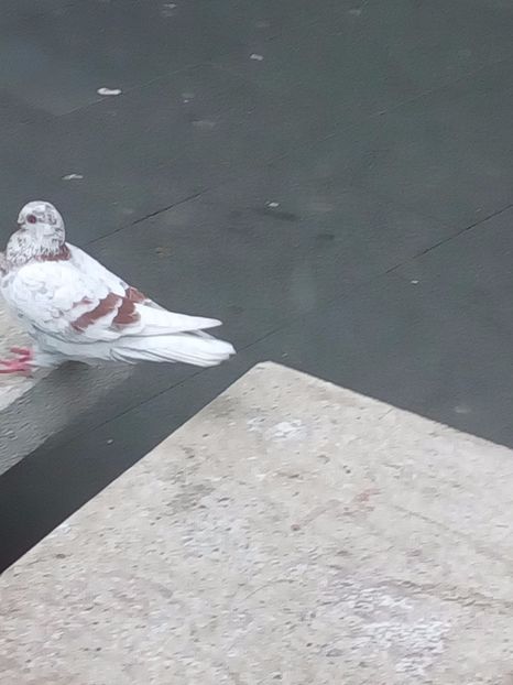  - CAUT PORUMBEI GUTANI CUCI