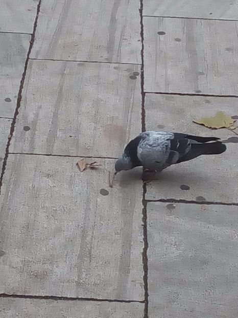  - CAUT PORUMBEI GUTANI CUCI