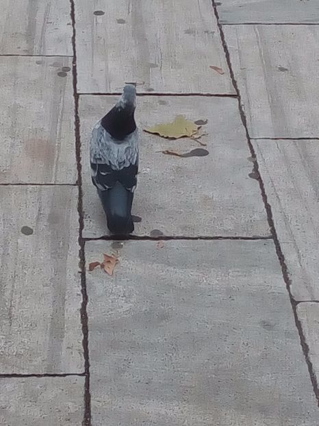  - CAUT PORUMBEI GUTANI CUCI