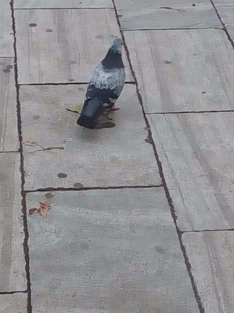  - CAUT PORUMBEI GUTANI CUCI