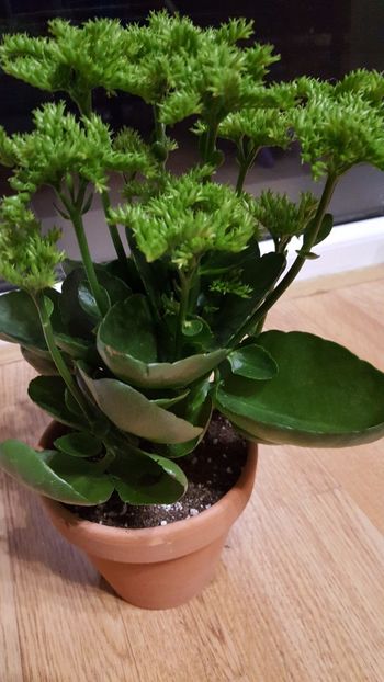  - Kalanchoe croco N