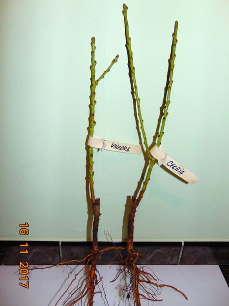 DWARFI ( Constanta ) - Piersici si Nectarini DWARF