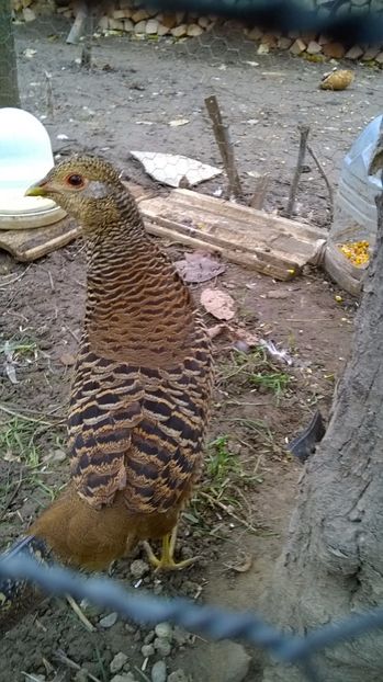  - Fazanul auriu pe rosu