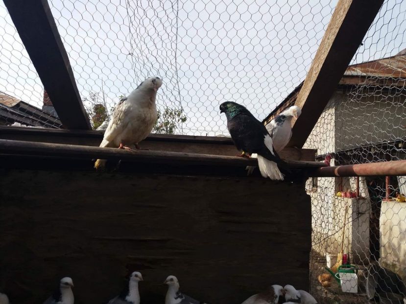 Ultimul - 4-Jucatori de Galati