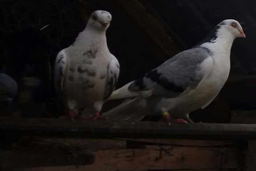 Fiu din bossul 1 si decupata - 4-Jucatori de Galati