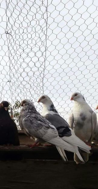 Pereche - 4-Jucatori de Galati