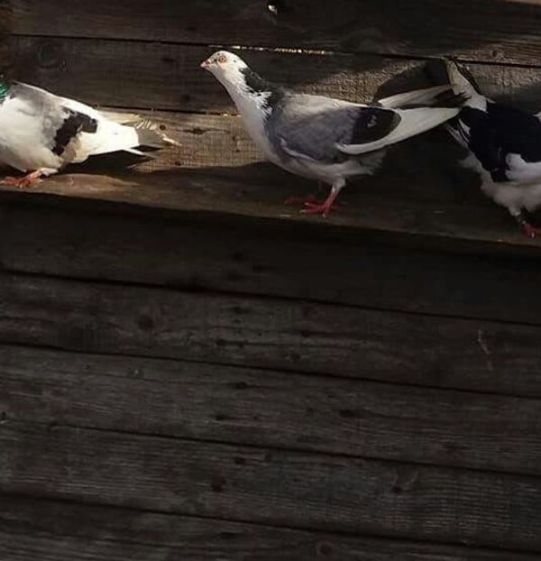 Ochi galbeni - 4-Jucatori de Galati