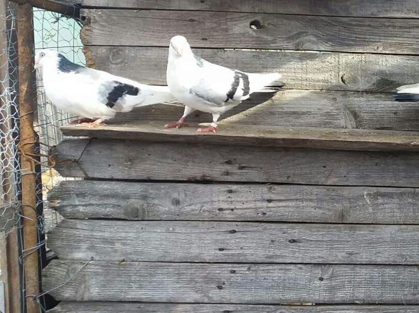 Doi masculi - 4-Jucatori de Galati