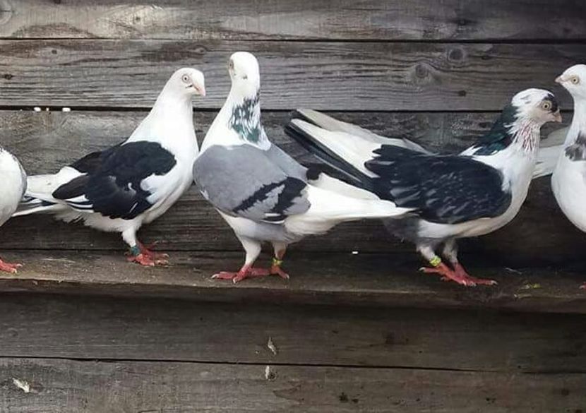 Grup - 4-Jucatori de Galati