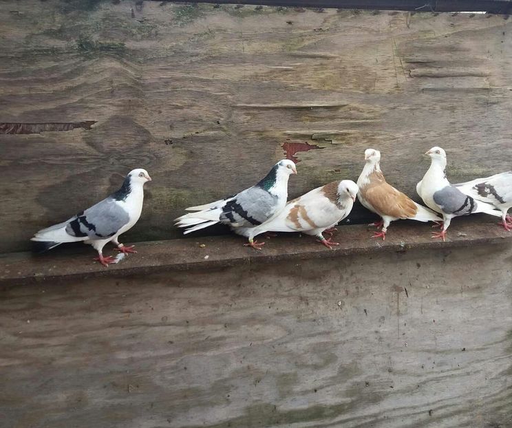 Grup - 4-Jucatori de Galati