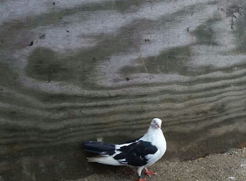 Frumoasa - 4-Jucatori de Galati