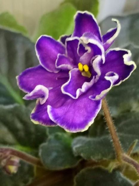 16 nov - ZZ King s Treasure