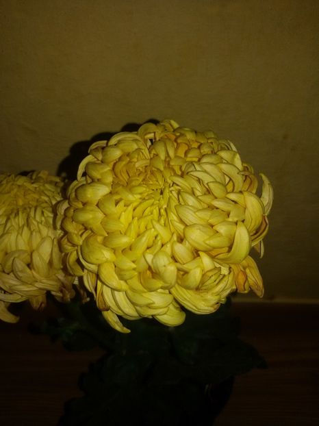 galben auriu - Crizanteme 2017