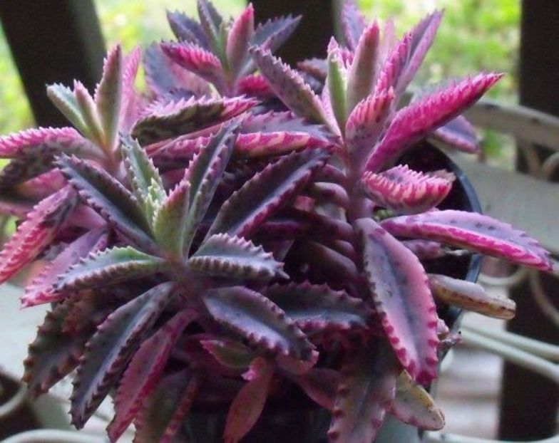 Kalanchoe Pink butterflies - 011 Dorinte