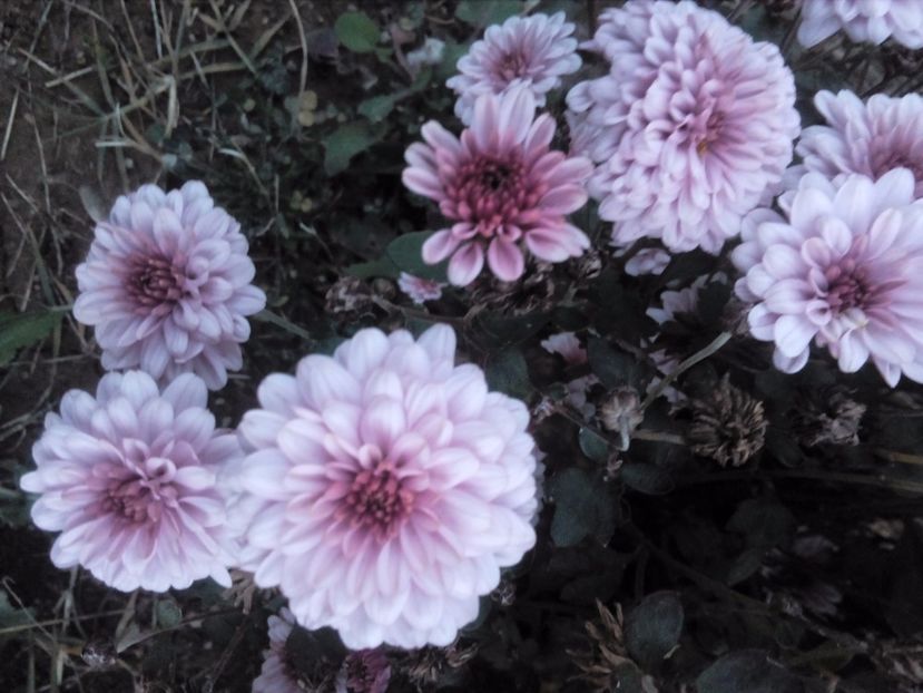  - tufanici margarete aster