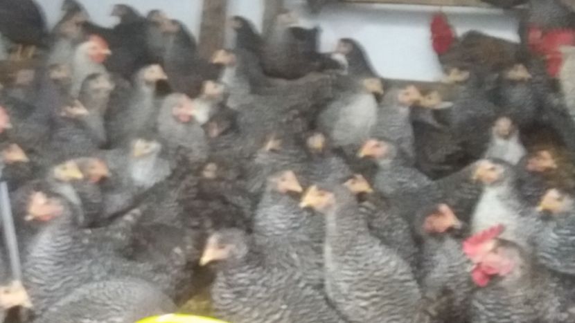  - gris barre - gris barre