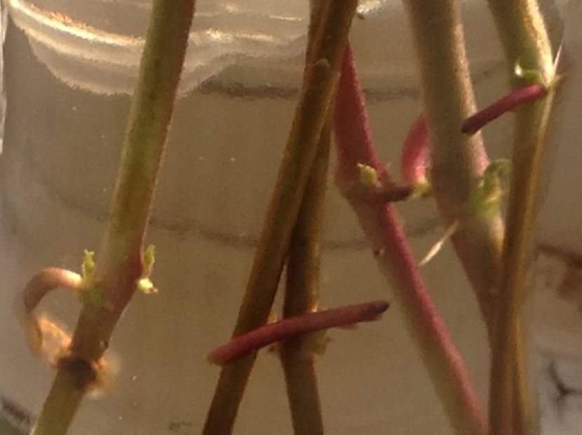  - Tăiere de igienizare fucsia