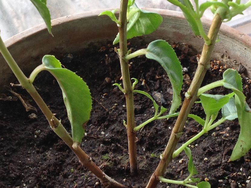 Doua sapt azi 17 nov - Tăiere de igienizare fucsia