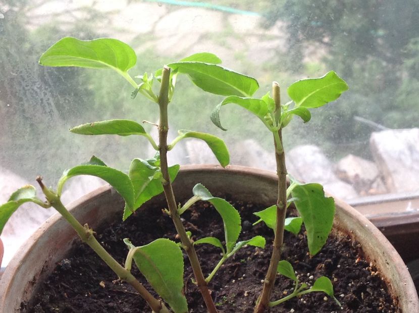 Grande Avignon - Tăiere de igienizare fucsia