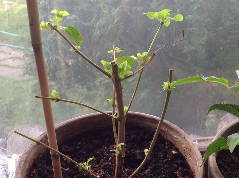 Azi avem doua sapt  17 nov - Tăiere de igienizare fucsia