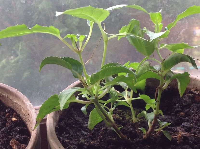 Grande Lorraine la doua sapt de la tăiere de igienizare 17 nov - Tăiere de igienizare fucsia