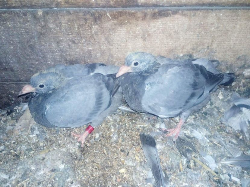 received_182661485649692 - My Janssen Shali