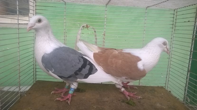  - voiajori capaciti