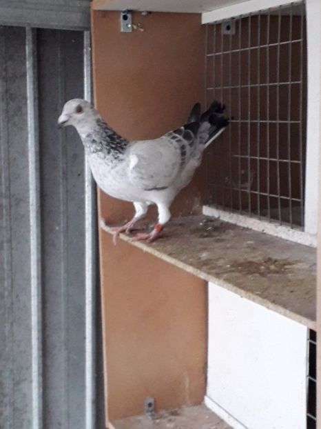  - voiajori sport cuci