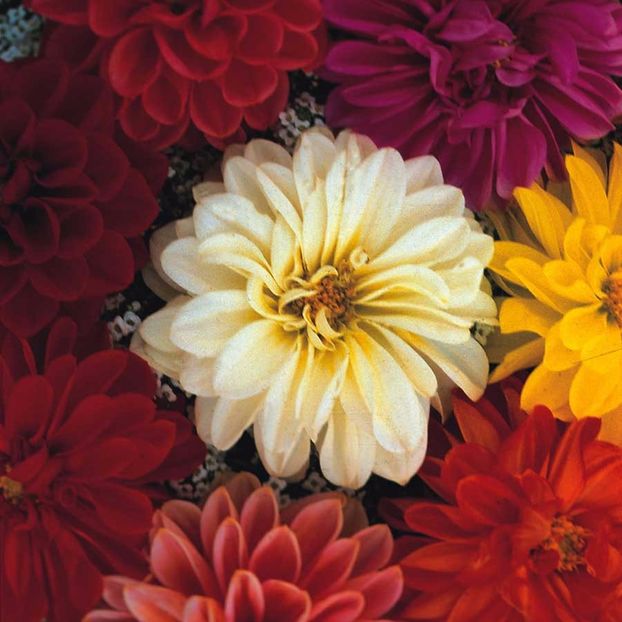 Seminte flori Dalie - Oferta Black Week - 17-24 noiembrie