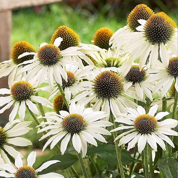 Seminte flori Echinacea Alba - Oferta Black Week - 17-24 noiembrie