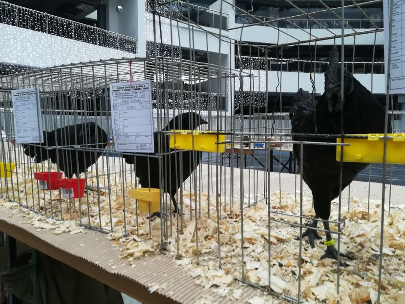  - Expoziție Centrul Multifuncțional Craiova 2017